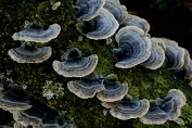 elfenbankje. Gewoon 04 Bpo 0417070 [ Trametes versicolor ]