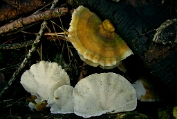 elfenbankje. Gewoon 08 Bpo 0417070 [ Trametes versicolor ] Dia SANYO DIGITAL CAMERA