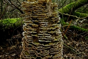 elfenbankje. Gewoon 10 Bpo 0417070 [ Trametes versicolor ] Dia SANYO DIGITAL CAMERA