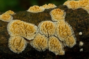 Foptandzwam 03 Apy 0265010 [ Basidioradulum radula ] Foptandzwam 03 Apy 0265010 [ Basidioradulum radula ]