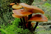 fluweelpootje, Gewoon 03 Bag 0045010 [ Flammulina velutipes ] fluweelpootje, Gewoon 03 Bag 0045010 [ Flammulina velutipes ]