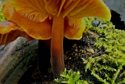 fluweelpootje, Gewoon 07 Bag 0045010 [ Flammulina velutipes ] Dia fluweelpootje, Gewoon 07 Bag 0045010 [ Flammulina velutipes ] Dia