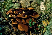franjehoed, Dadel- 01 Bag 0116720 [ Psathyrella spadicea ] Dia franjehoed, Dadel- 01 Bag 0116720 [ Psathyrella spadicea ] Dia