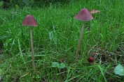 franjehoed, Langsteel- 08 Bag 0116150 [ Psathyrella conopilus ] franjehoed, Langsteel- 08 Bag 0116150 [ Psathyrella conopilus ]