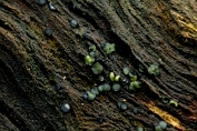 franjekelkje, Groen 01 Ahe 0589410 [ Aeruginoscyphus sericea ] franjekelkje, Groen 01 Ahe 0589410 [ Aeruginoscyphus sericea ]