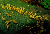 Gaffelhoorntje 03 Brt 0273020 [ Calocera furcata ] Dia Gaffelhoorntje 03 Brt 0273020 [ Calocera furcata ] Dia
