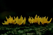 Geel hoorntje 03 Btr 0273010 [ Calocera cornea ] Geel hoorntje 03 Btr 0273010 [ Calocera cornea ]