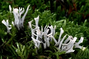 Geweizwam 02 Apy 0713030 [ Xylaria hypoxylon ] Geweizwam 02 Apy 0713030 [ Xylaria hypoxylon ]