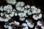 Gewoon ijsvingertje 04 Myx 0906010 [ Ceatiomyxa fruticulosa ] Gewoon ijsvingertje 04 Myx 0906010 [ Ceatiomyxa fruticulosa ]