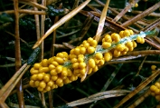 Glanzende druivenpitje 11 Myx 0925010 [ Leocarpus fragilis ] Dia Glanzende druivenpitje 11 Myx 0925010 [ Leocarpus fragilis ] Dia