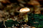 Goudvinkzwam 03 Bag 0109040 [ Pholiota astragalina ] Goudvinkzwam 03 Bag 0109040 [ Pholiota astragalina ].