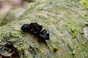 geplooide schijfzwam 02 Ahe 1057010 [ Ionimidotus fulvotingens ] geplooide schijfzwam 02 Ahe 1057010 [ Ionimidotus fulvotingens ]