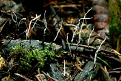 geweizwam, Draadvormige 08 Apy 0713020 [ Xylaria filiformis ] geweizwam, Draadvormige 08 Apy 0713020 [ Xylaria filiformis ]