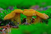 Hanekam 16 Bca 0275010 [ Cantharellus cibarius ] Hanekam 16 Bca 0275010 [ Cantharellus cibarius ]