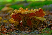 Hanekam 17 Bca 0275010 [ Cantharellus cibarius ] Hanekam 17 Bca 0275010 [ Cantharellus cibarius ]