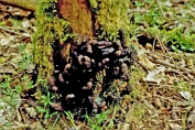 Houtknotszwam 01 Apy 0713060 [ Xylaria polymorpha ] Dia Houtknotszwam 01 Apy 0713060 [ Xylaria polymorpha ] Dia