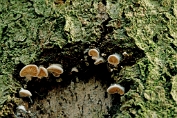 harpoenzwam, Gewone 01 Bag 0057010 [ Hohenbuehelia atrocoerulea ] op Beuk harpoenzwam, Gewone 01 Bag 0057010 [ Hohenbuehelia atrocoerulea ] op Beuk