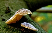 harpoenzwam, Harige 01 Bag 0057020 [ Hohenbuehelia fluxilis ] Dia harpoenzwam, Harige 01 Bag 0057020 [ Hohenbuehelia fluxilis ] Dia