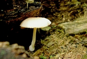 hertezwam, Bleke knolvoet- 02 Bag 01142290 [ Pluteus semibulbosus ] Dia hertezwam, Bleke knolvoet- 02 Bag 01142290 [ Pluteus semibulbosus ] Dia