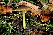hertezwam, Geelsteel- 01 Bag 0114270 [ Pluteus romellii ] Dia hertezwam, Geelsteel- 01 Bag 0114270 [ Pluteus romellii ] Dia