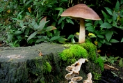 hertezwam, Gewone 17 Bag 0114020 [ Pluteus cervinus ] Dia hertezwam, Gewone 17 Bag 0114020 [ Pluteus cervinus ] Dia