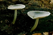 hertezwam, Grauwgroene 03 Bag 0114280 [ Pluteus salicinus ] hertezwam, Grauwgroene 03 Bag 0114280 [ Pluteus salicinus ]