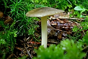 hertezwam, Roetkleurige 01 Bag 0114300 [ Pluteus thomsonii ] hertezwam, Roetkleurige 01 Bag 0114300 [ Pluteus thomsonii ]