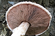 hertezwam, Sneeuwwitte 02 Bag 0114190 [ Pluteus pellitus ] hertezwam, Sneeuwwitte 02 Bag 0114190 [ Pluteus pellitus ]