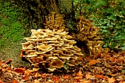 honingzwam, Echte 08 Bag 0005040 [ Armillaria mellea ] honingzwam, Echte 08 Bag 0005040 [ Armillaria mellea ]