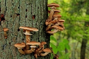 honingzwam, Sombere 08 Bag 0005060 [ Armillaria ostoyae ] honingzwam, Sombere 08 Bag 0005060 [ Armillaria ostoyae ]