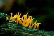 hoorntje; Geel 02 Btr 0273010 [ Calocera cornea ] hoorntje; Geel 02 Btr 0273010 [ Calocera cornea ]