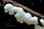IJshoningraatjes 01 Myx [ Ceratiomyxa fruticulosa var. porioides ] IJshoningraatjes 01 Myx [ Ceratiomyxa fruticulosa var. porioides ]