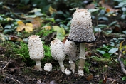 inktzwam, Geschubde 20 Bag 0026100 [ Coprinus comatus ] inktzwam, Geschubde 20 Bag 0026100 [ Coprinus comatus ]