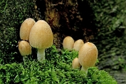 inktzwam, Gewone glimmer- 08 Bag 0026460 [ Coprinellus micaceus ] inktzwam, Gewone glimmer- 08 Bag 0026460 [ Coprinellus micaceus ]
