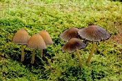 inktzwam, Gladstelige glimmer- 02 Bag 0026750 [ Coprinellus truncorum ] inktzwam, Gladstelige glimmer- 02 Bag 0026750 [ Coprinellus truncorum ].