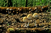 inktzwam, Grote, Vilt- 03 Bag 0026180 [ Coprinellus domesticus ] Dia inktzwam, Grote, Vilt- 03 Bag 0026180 [ Coprinellus domesticus ] Dia