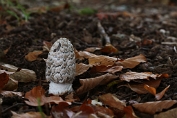 inktzwam, Specht - 26 Bag 0026550 [ Coprinopsis picacea ] inktzwam, Specht - 26 Bag 0026550 [ Coprinopsis picacea ]