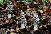 inktzwam, Specht - 27 Bag 0026550 [ Coprinopsis picacea ] inktzwam, Specht - 27 Bag 0026550 [ Coprinopsis picacea ]