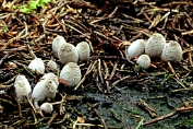 inktzwam, Zaagvlak- 01 Bag 0026400 [ Coprinopsis laanii ] inktzwam, Zaagvlak- 01 Bag 0026400 [ Coprinopsis laanii ]