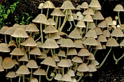 inktzwam, Zwerm- 04 Bag 0026170 [ Coprinellus disseminatus ] inktzwam, Zwerm- 04 Bag 0026170 [ Coprinellus disseminatus ]
