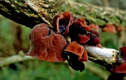 judasoor, Echt 08 Brt 0331010 [ Auricularia auricula-judae ] Dia judasoor, Echt 08 Brt 0331010 [ Auricularia auricula-judae ] Dia