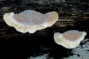 kaaszwam, Asgrauwe 04 Bpo 0425160 [ Postia tephroleuca ] kaaszwam, Asgrauwe 04 Bpo 0425160 [ Postia tephroleuca ]
