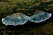 kaaszwam, Blauwe 04 Bpo 0425020 [ Postia caesia ] kaaszwam, Blauwe 04 Bpo 0425020 [ Postia caesia ]