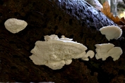 kaaszwam, Sneeuwwitte 04 Bpo 0425040 [ Tyromyces chioneus ] kaaszwam, Sneeuwwitte 04 Bpo 0425040 [ Tyromyces chioneus ]