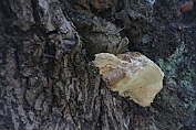 kaaszwam, appelboom 01 Bpo 0952010 [ Aurantiporus fissilis ] kaaszwam, appelboom 01 Bpo 0952010 [ Aurantiporus fissilis ]