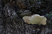 kaaszwam, appelboom 02 Bpo 0952010 [ Aurantiporus fissilis ] kaaszwam, appelboom 02 Bpo 0952010 [ Aurantiporus fissilis ]
