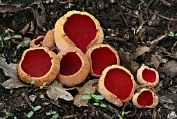 kelkzwam, Krulhaar- Ape 0687020 [ Sarcoscypha austriaca ] kelkzwam, Krulhaar- Ape 0687020 [ Sarcoscypha austriaca