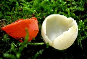 kelkzwam, Rode 17 Ape 0687010 [ Sarcoscypha coccinea ] korthaar var. Wit kelkzwam, Rode 17 Ape 0687010 [ Sarcoscypha coccinea ] korthaar var. Wit