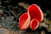 kelkzwam, Rode 29 Ape 0687010 [ Sarcoscypha coccinea ] korthaar kelkzwam, Rode 29 Ape 0687010 [ Sarcoscypha coccinea ] korthaar.