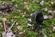 kluifzwam, Zwarte 15 Ape 0614100 [ Helvella lacunosa ] kluifzwam, Zwarte 15 Ape 0614100 [ Helvella lacunosa ]